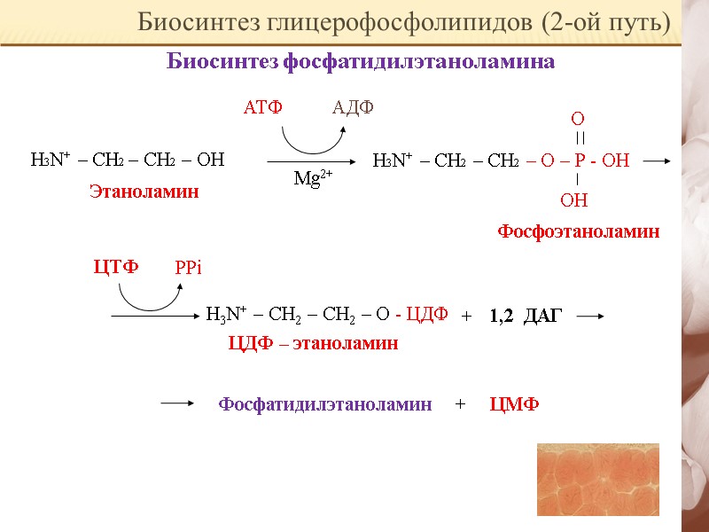 Биосинтез глицерофосфолипидов (2-ой путь) Биосинтез фосфатидилэтаноламина Н3N+ – CH2 – CH2 – OH 